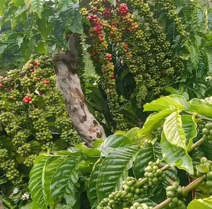 Agricultural Services