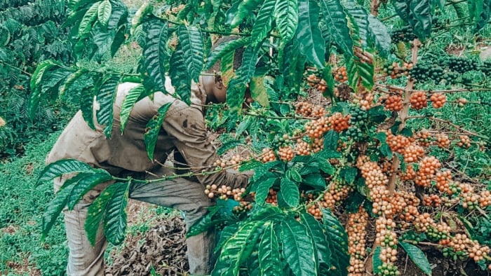 Robusta Coffee – Uganda